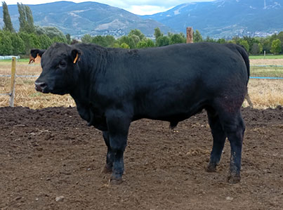 slider-02-angus Vaca Angus