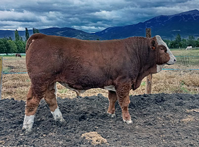 slider-03-fleckvieh Vaca Fleckvieh