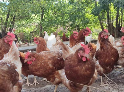 slider-04-gallines Gallines ecològiques
