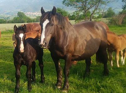 slider-01-cavalls Cavalls de tir
