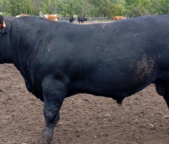 Vaca Angus