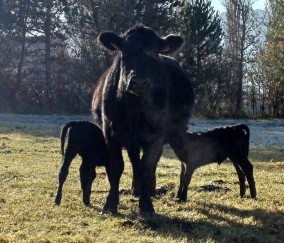 Vedells de vaca Angus