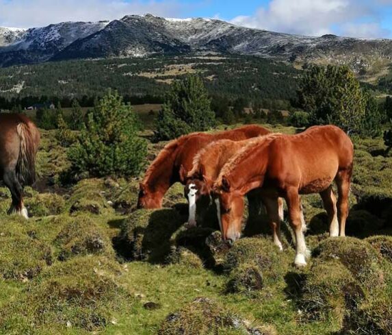 Cavalls de tir pasturant