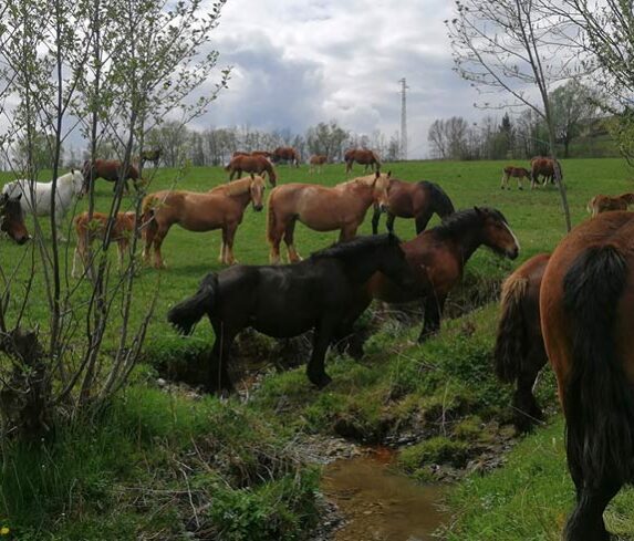 Cavalls de treball