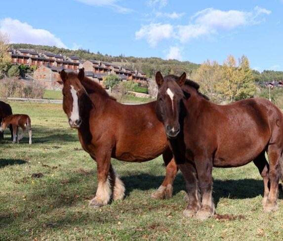 Cavalls de treball