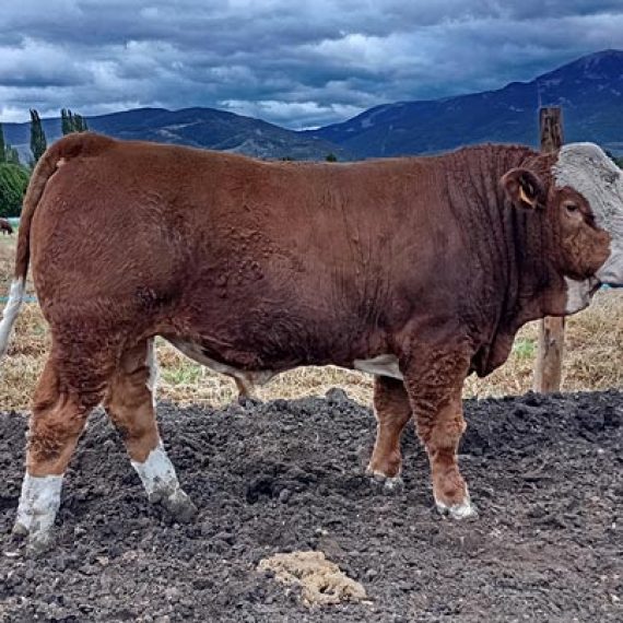 Vaca de raça Fleckvieh en venda