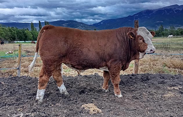 Vaca de raça Fleckvieh en venda