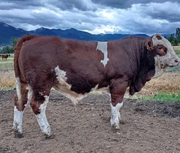 Vaca Fleckvieh