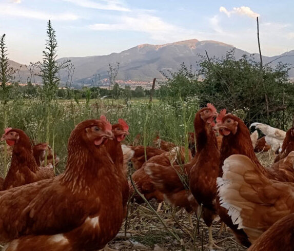 Gallines ponedores ecològiques