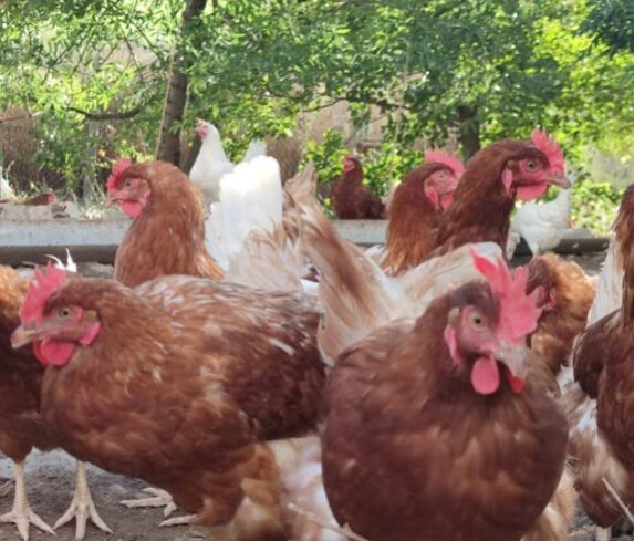 Gallines ponedores d'ous ecològics